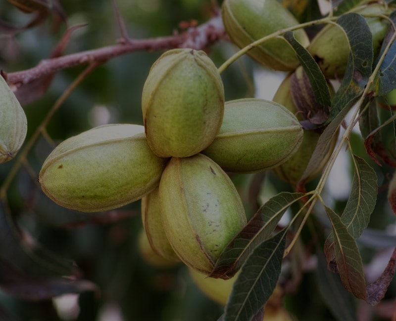 categoria-frutti-particolari-min