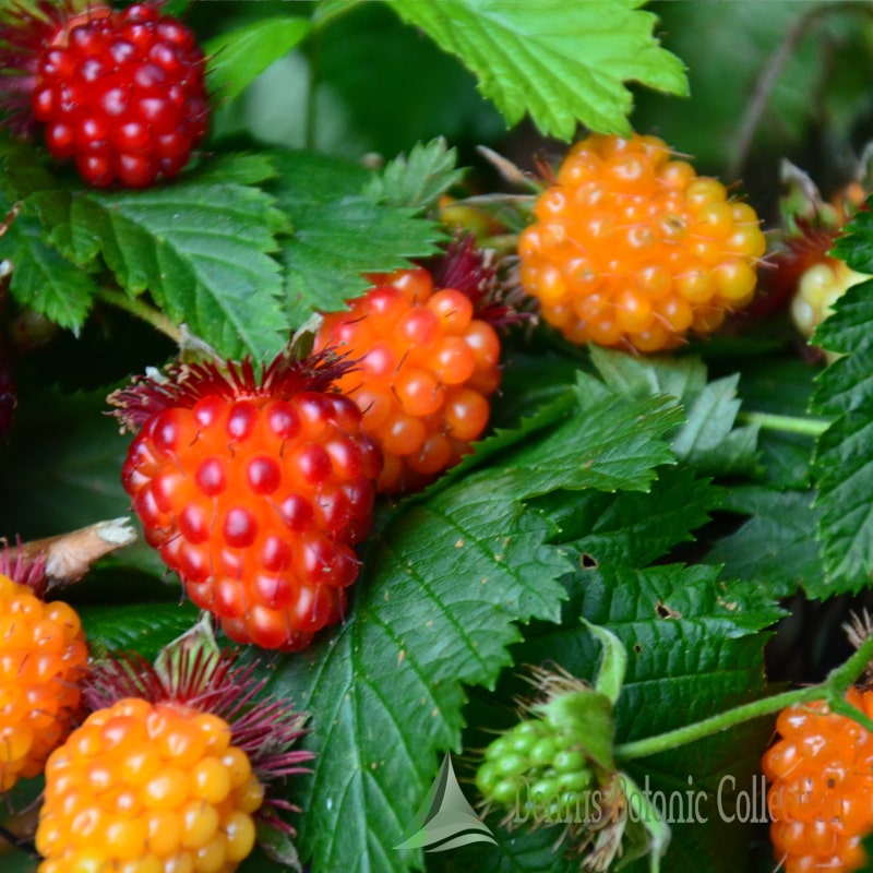 RUBUS FRUTICOSUS - MORA (VAR. LOCH NESS) - Dennis Botanic Collection