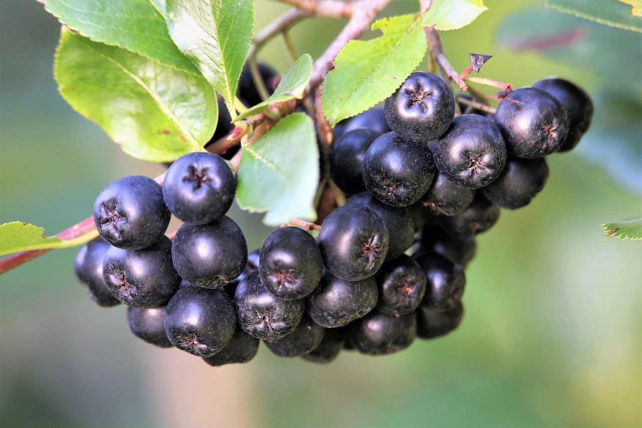 GUIDA ALLA COLTIVAZIONE DELL'ARONIA Dennis Botanic Collection