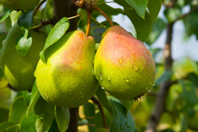 LE PRINCIPALI MALATTIE DEL PERO - PYRUS COMMUNIS