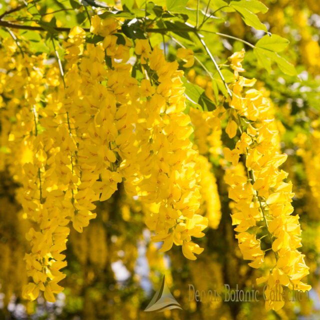 Semi Di Maggiociondolo – Varietà Antica Anagyroides, 150 Pezzi Per Giardino E Balcone