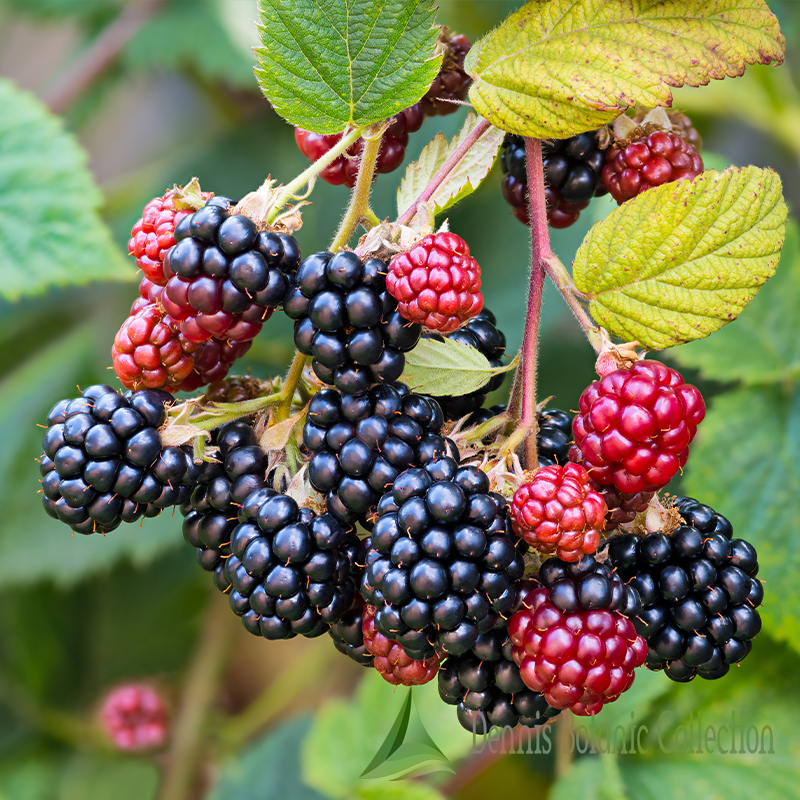 RUBUS FRUTICOSUS - MORA (VAR. LOCH NESS) - Dennis Botanic Collection